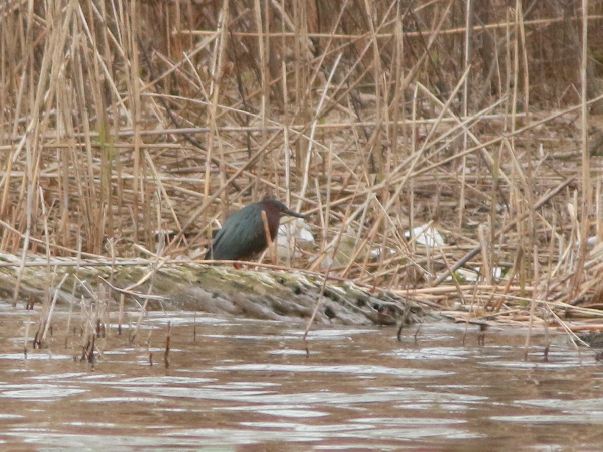 Green Heron - ML617773150