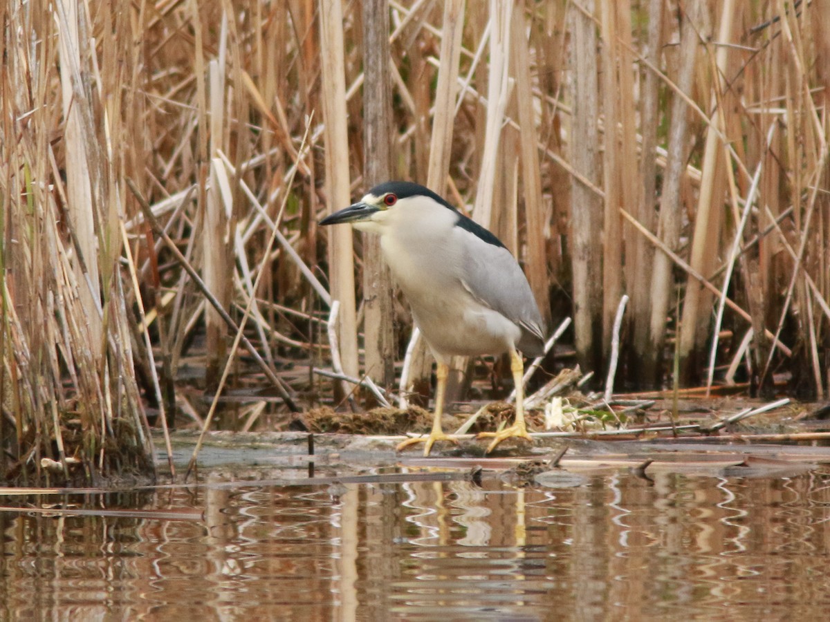 Black-crowned Night Heron - ML617773158