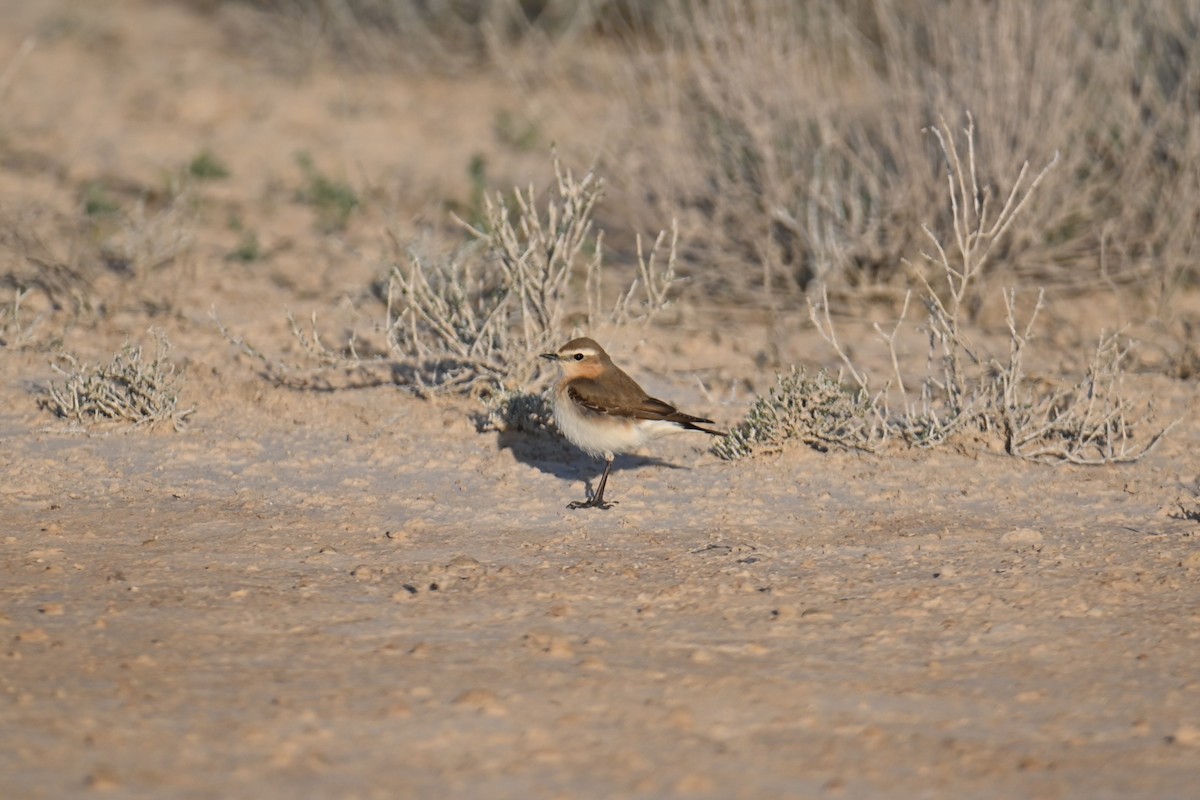 Northern Wheatear - Kenzhegul Qanatbek