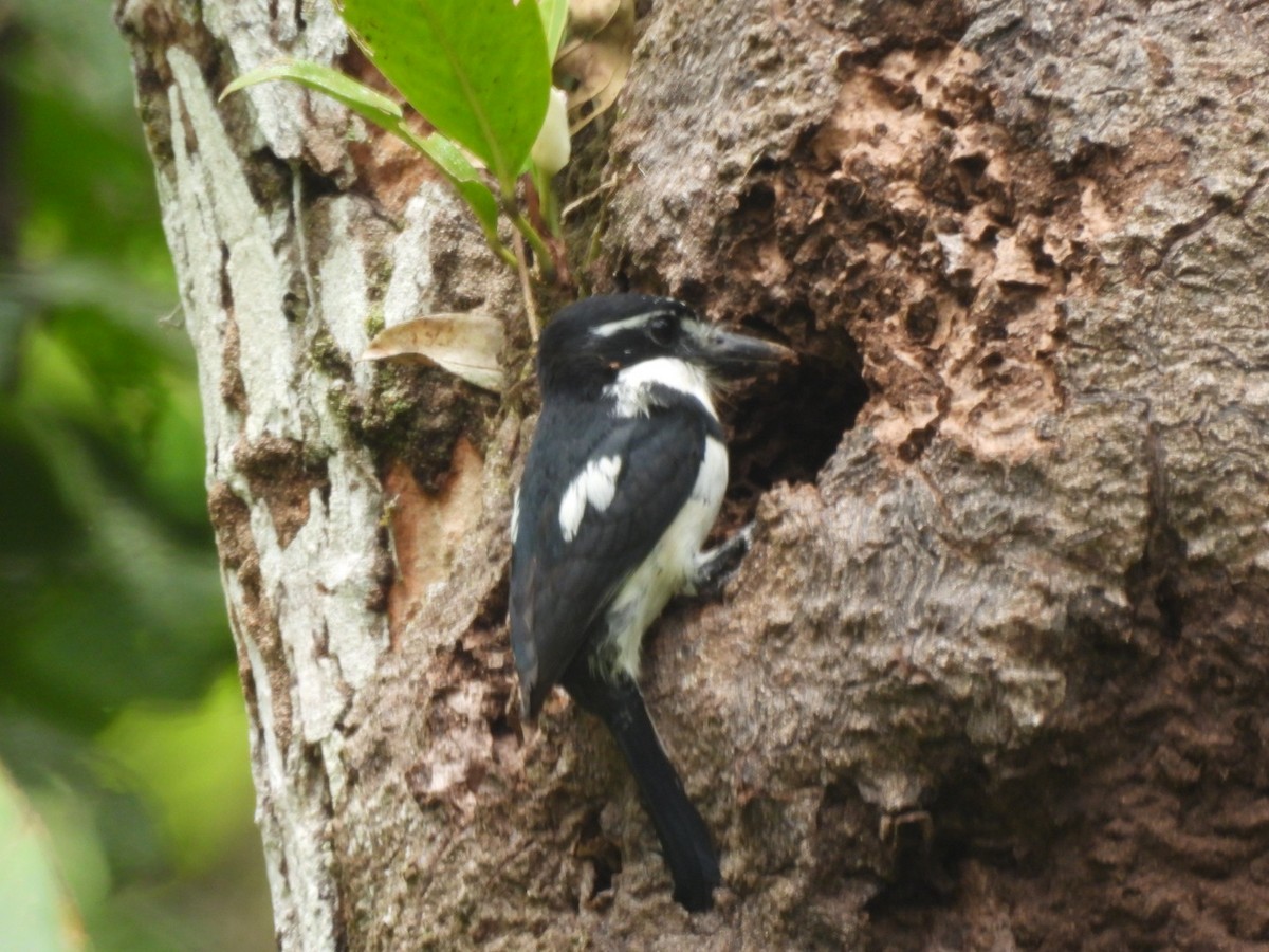 Pied Puffbird - Jairo Enrique Cogollo florez