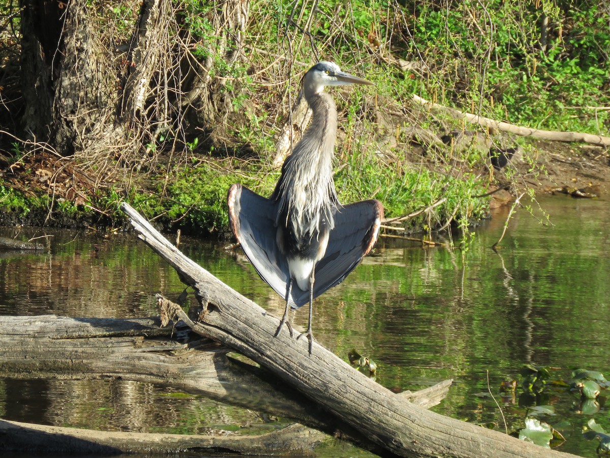 Great Blue Heron - ML617773200