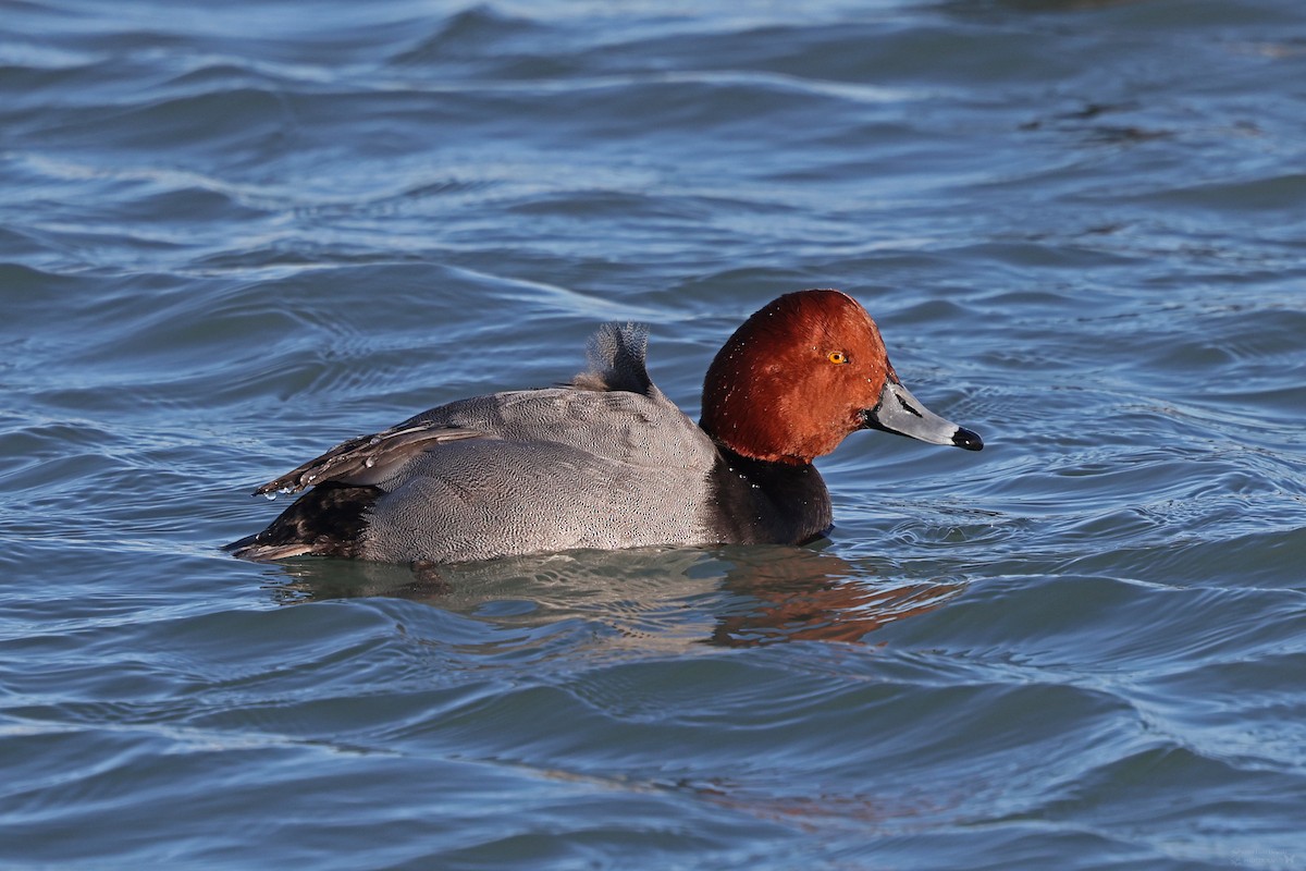 Redhead - ML617773206