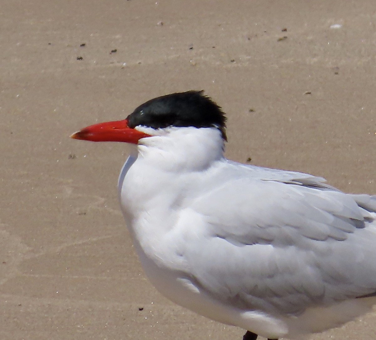 Caspian Tern - Tom Black