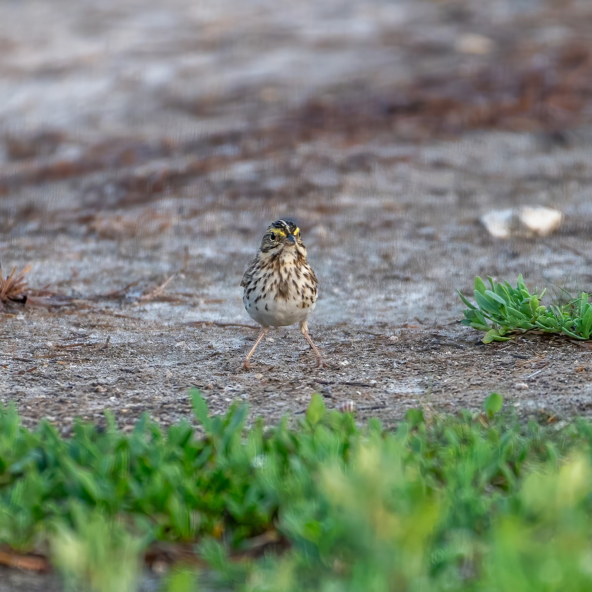 Savannah Sparrow - ML617773240