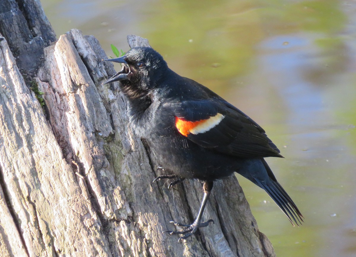Red-winged Blackbird - Anonymous