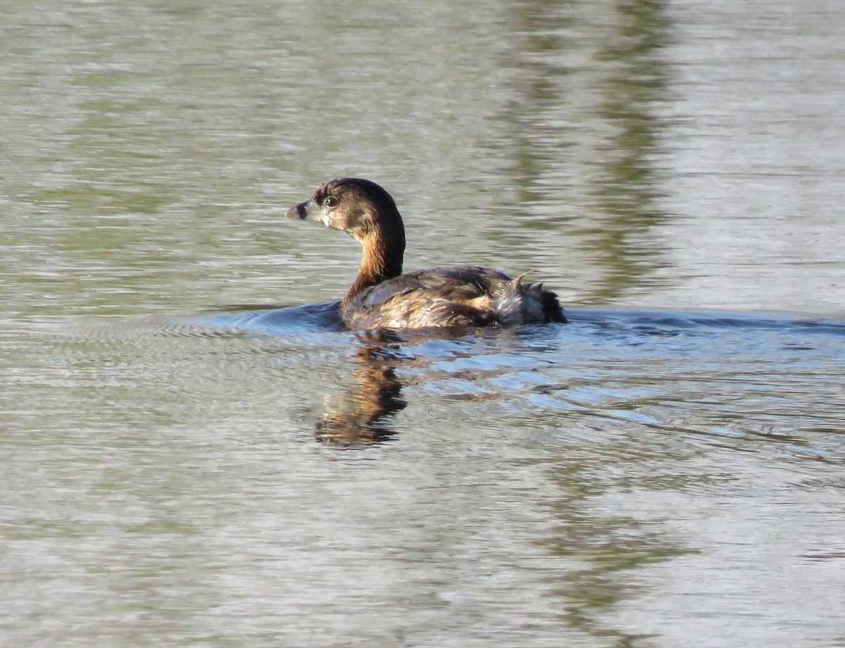 Pied-billed Grebe - ML617773303