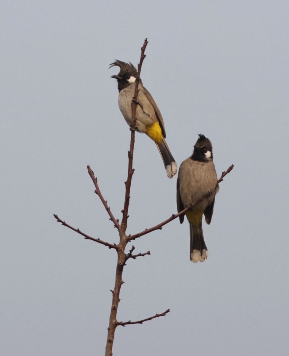 Bulbul Cariblanco - ML617773327