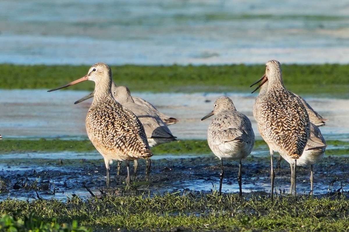 Marbled Godwit - ML617773379