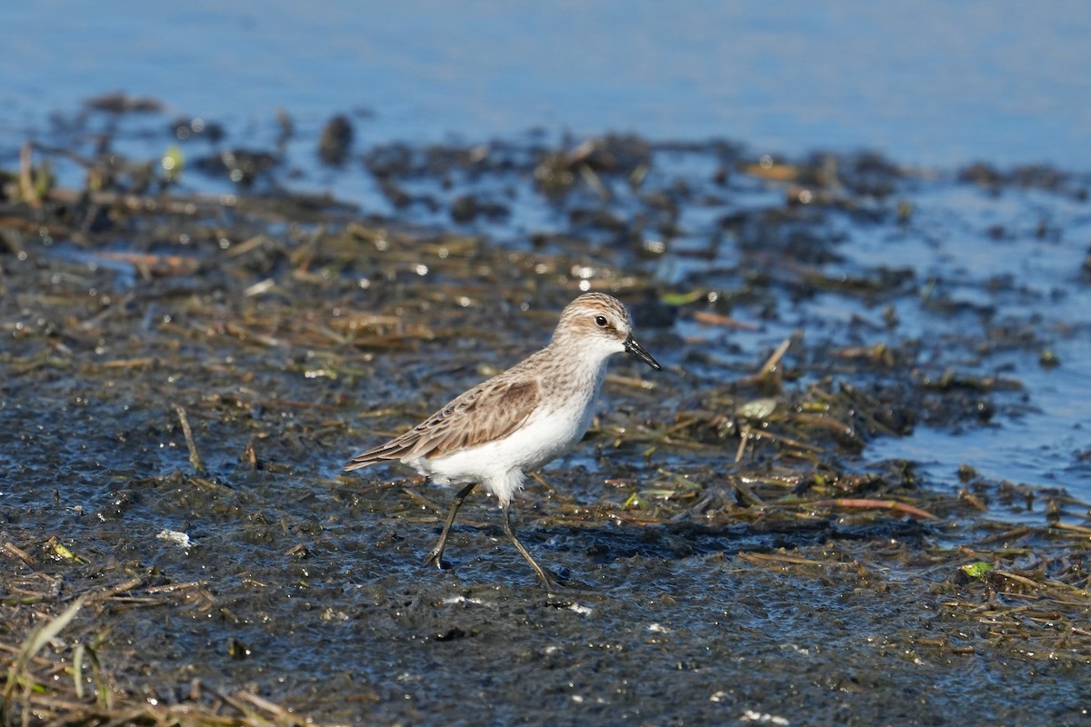 Semipalmated Sandpiper - ML617773413