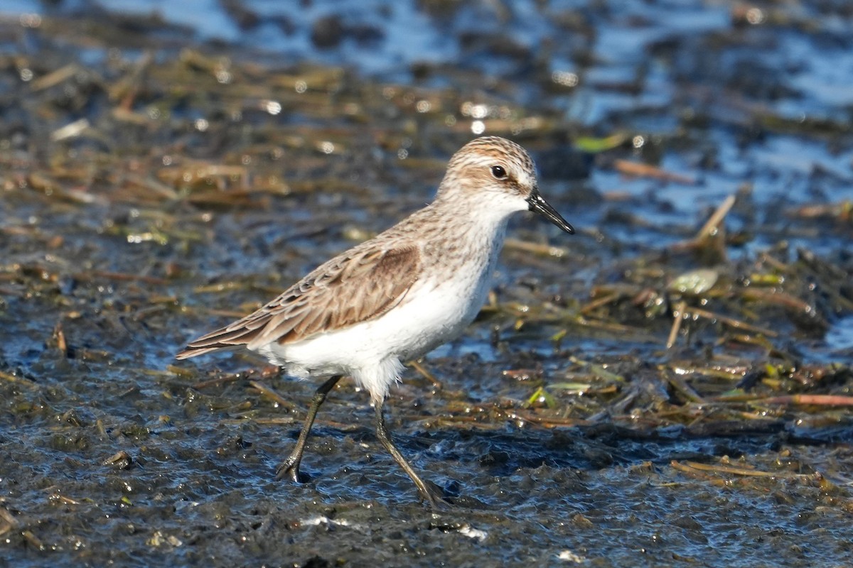 Semipalmated Sandpiper - ML617773417