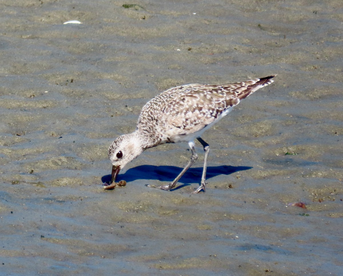 Black-bellied Plover - ML617773426