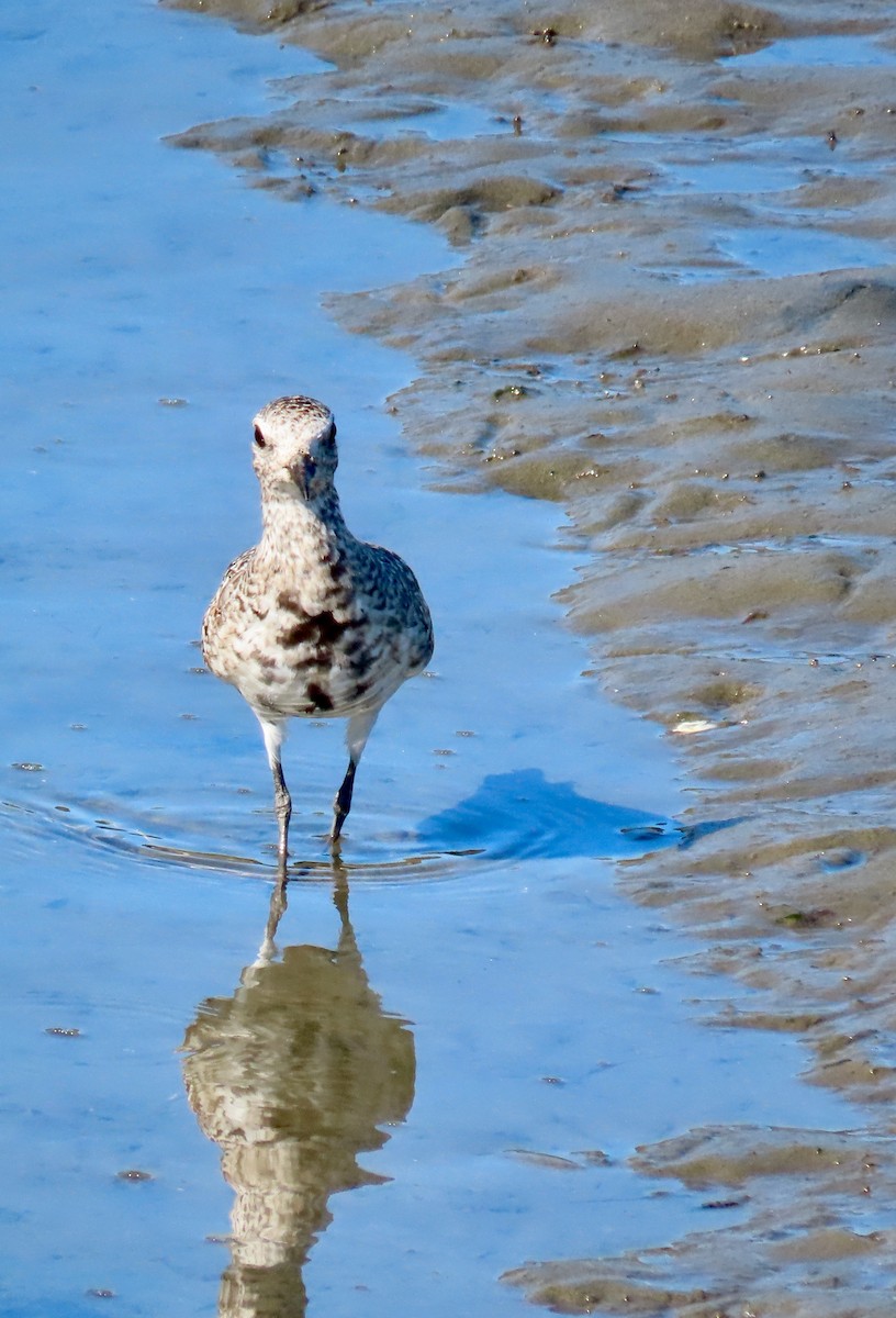 Black-bellied Plover - ML617773428