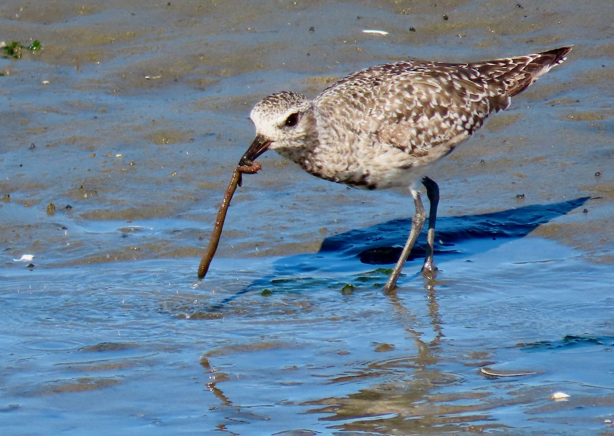 Black-bellied Plover - ML617773429