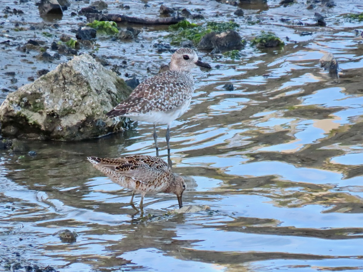 Black-bellied Plover - ML617773451