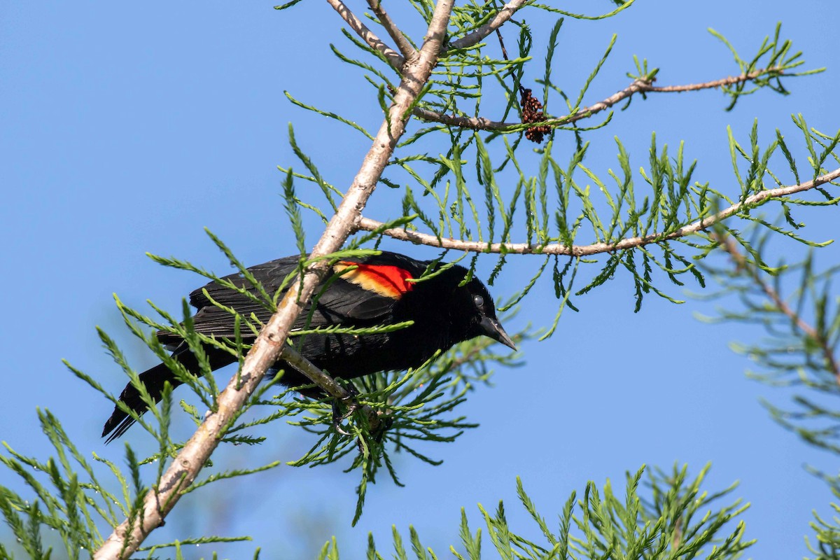 Red-winged Blackbird - Glenn Golson Jr.