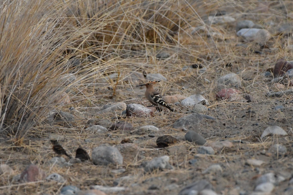 Eurasian Hoopoe - ML617773468