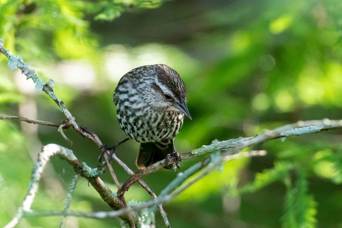 Red-winged Blackbird - Glenn Golson Jr.