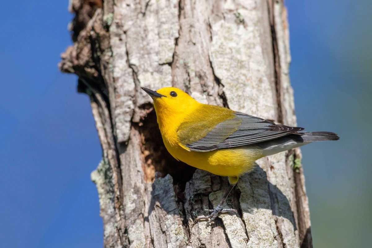 Prothonotary Warbler - Glenn Golson Jr.