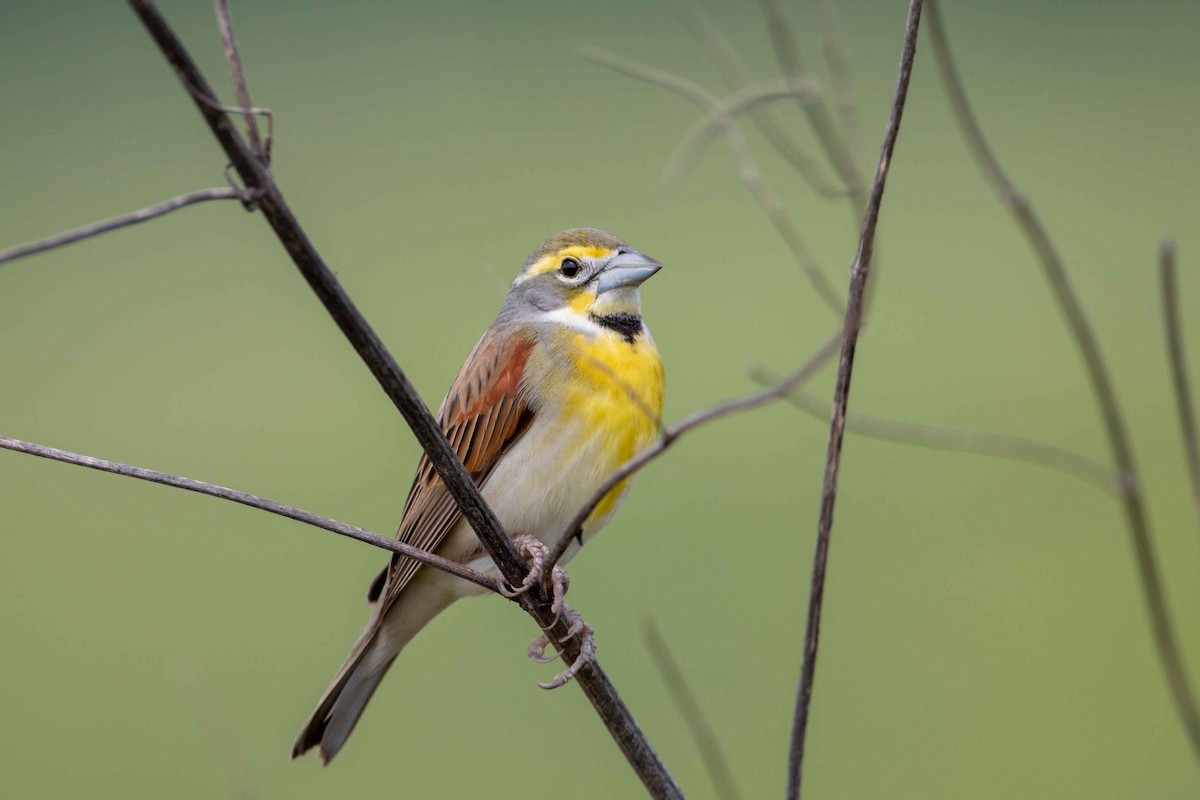 Dickcissel - Glenn Golson Jr.