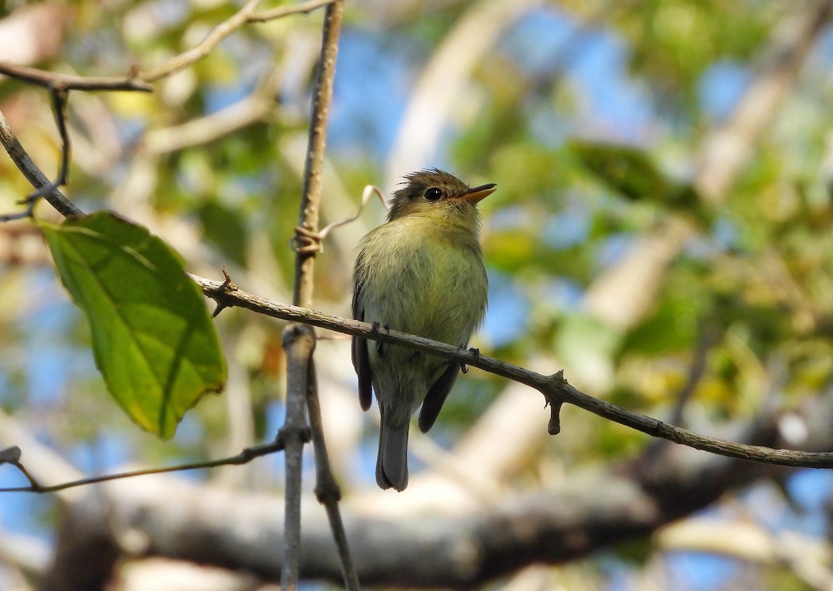 Yellow-bellied Flycatcher - Luis Francisco Mut