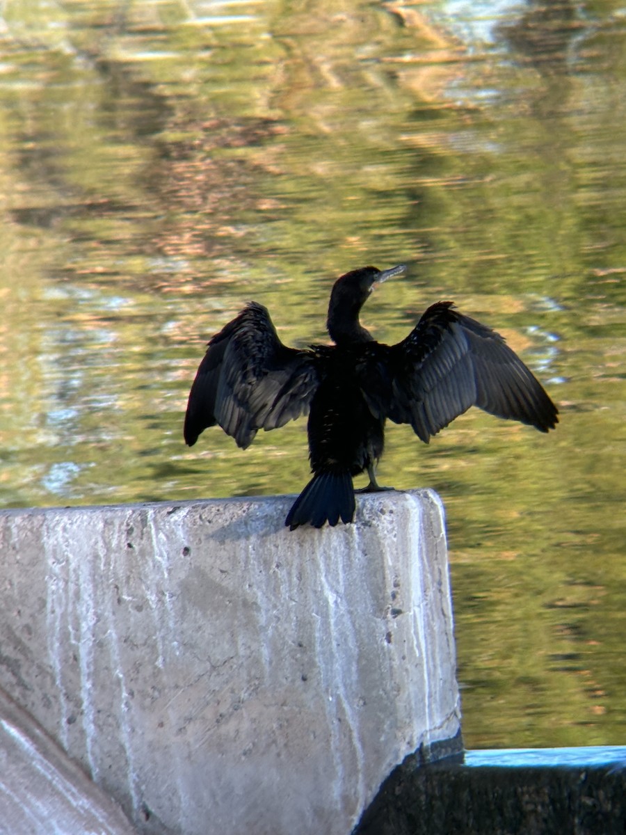 Neotropic Cormorant - ML617773531