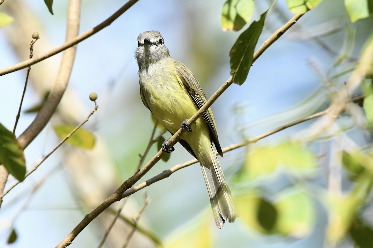 Greenish Elaenia - L.Vidal Prado Paniagua