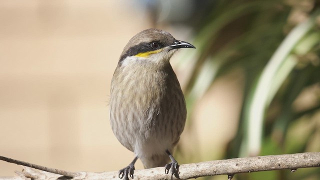 Singing Honeyeater - ML617773548