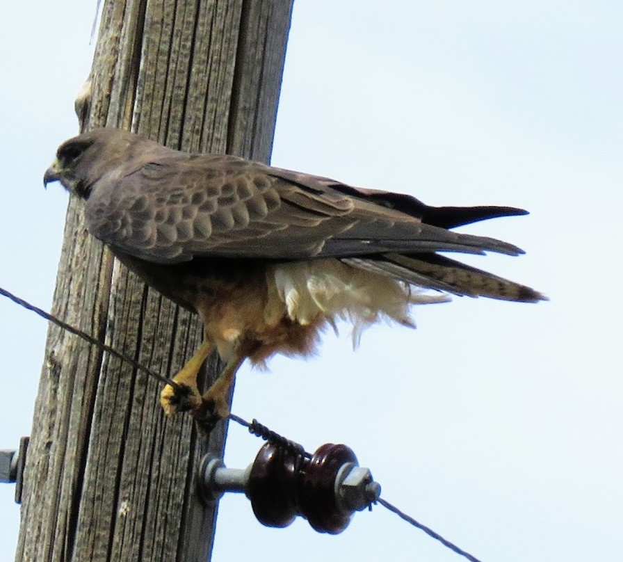 Swainson's Hawk - ML617773566