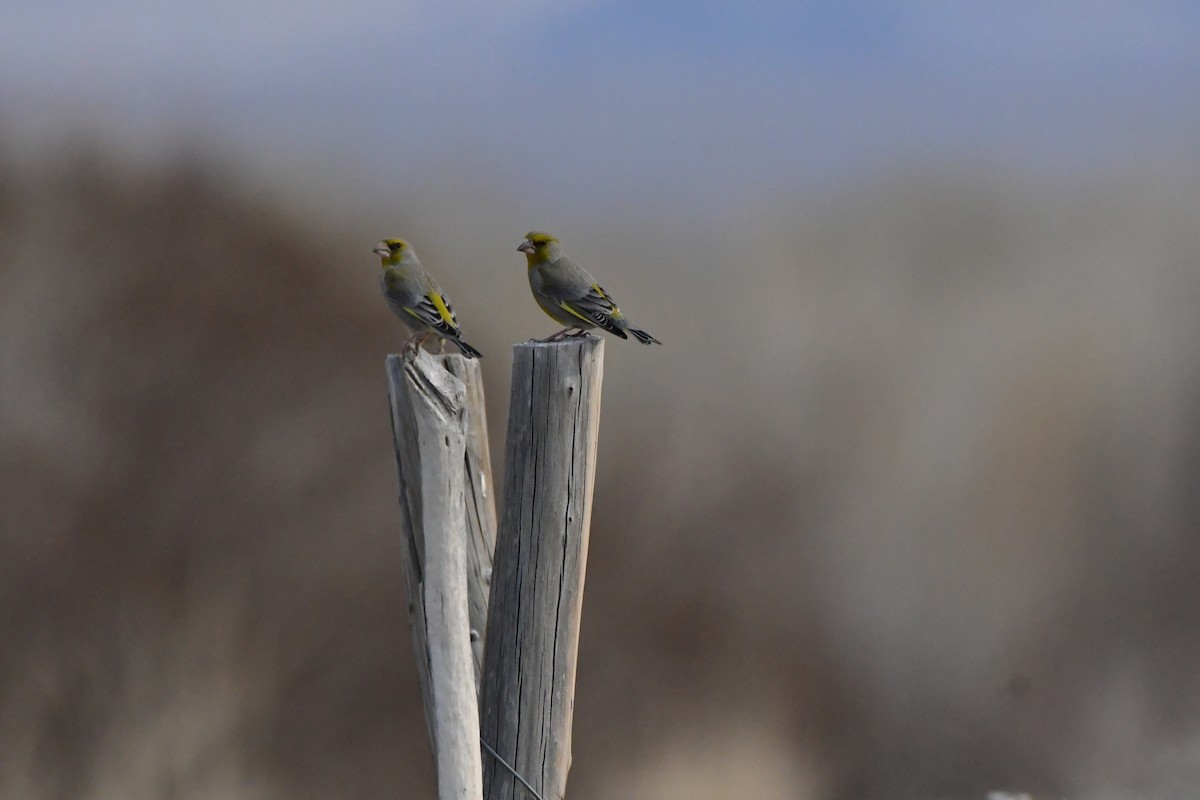 European Greenfinch - ML617773586