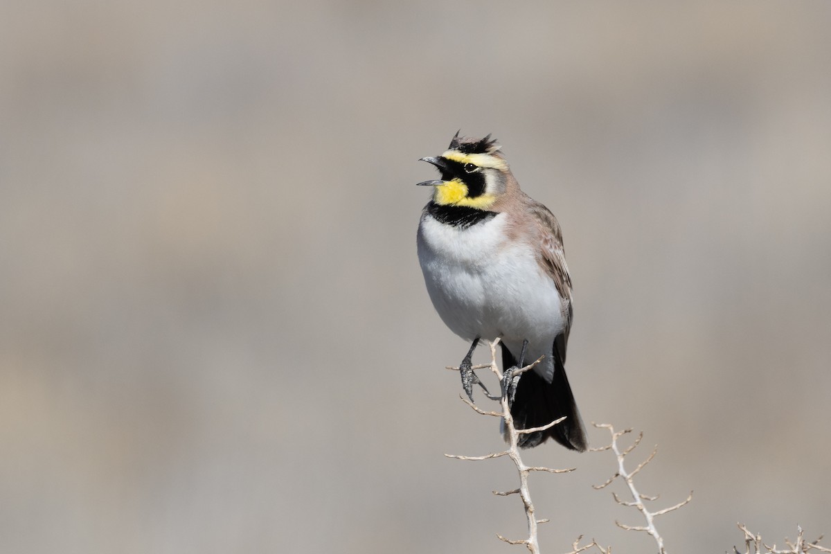 Horned Lark - ML617773587