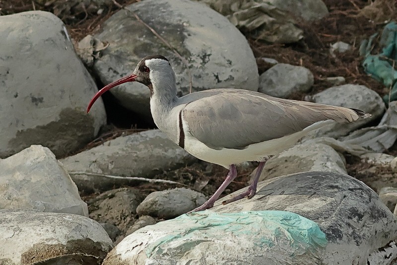 Bec-d'ibis tibétain - ML617773597
