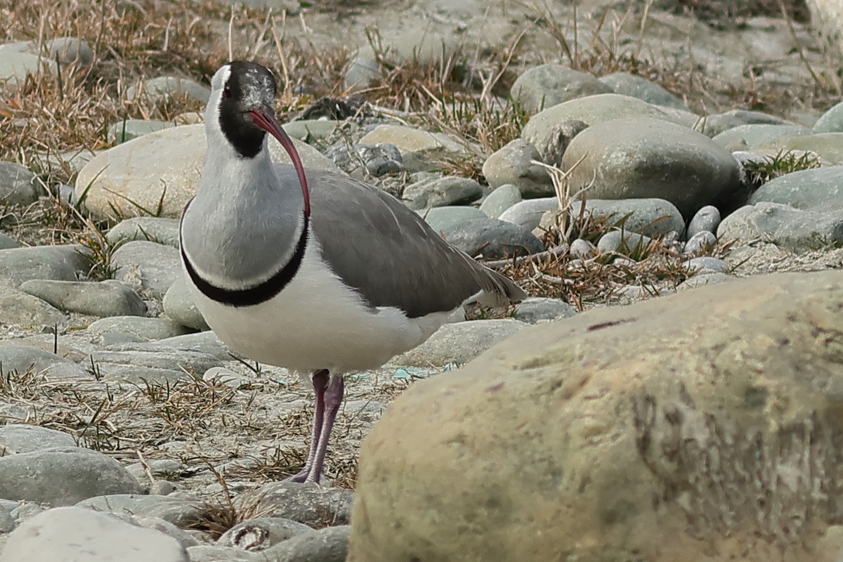 Bec-d'ibis tibétain - ML617773598