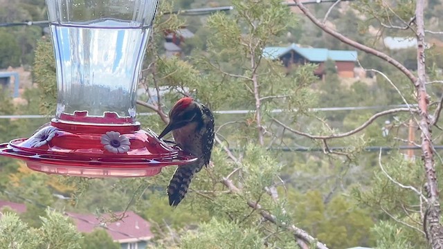 Ladder-backed Woodpecker - ML617773609