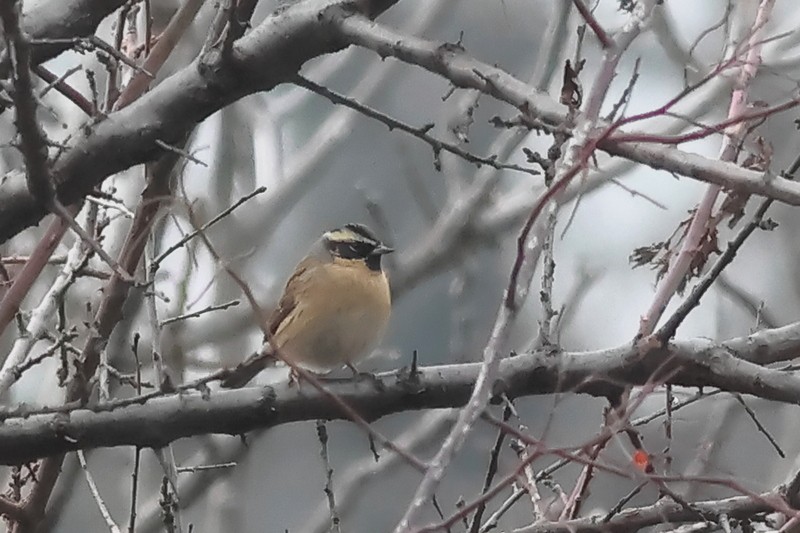 Black-throated Accentor - ML617773619