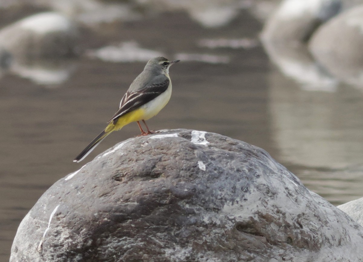 Gray Wagtail - ML617773622