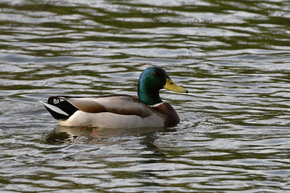 Mallard - ML617773632