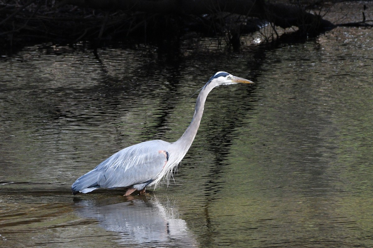 Great Blue Heron - ML617773646