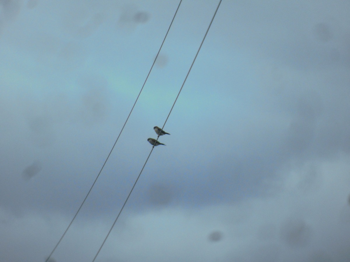 American Kestrel - ML617773648