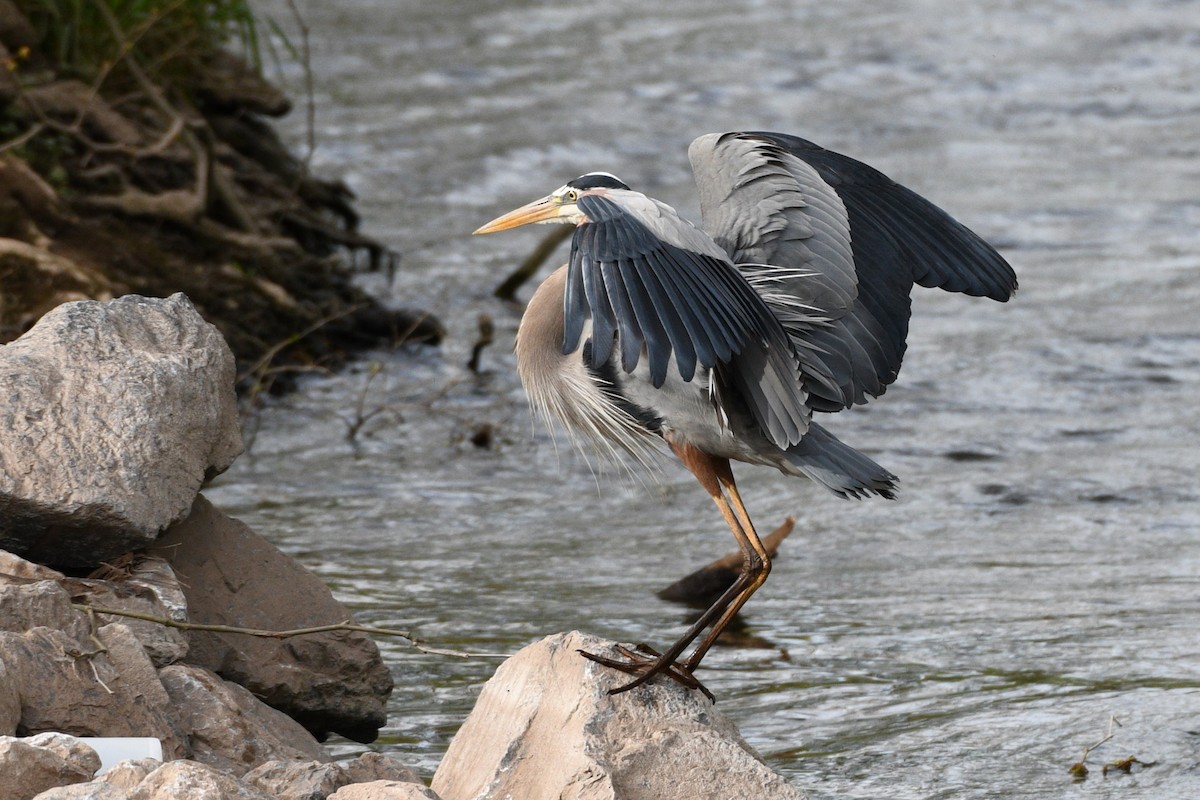 Great Blue Heron - ML617773650