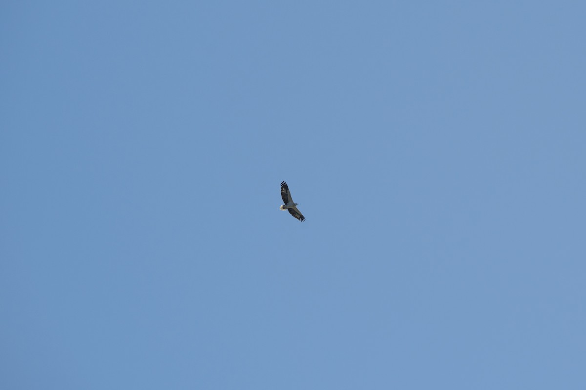 White-bellied Sea-Eagle - ML617773653