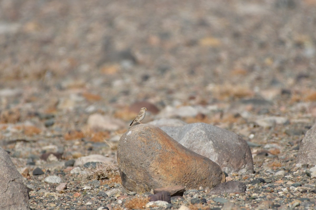 Rock Sparrow - ML617773659