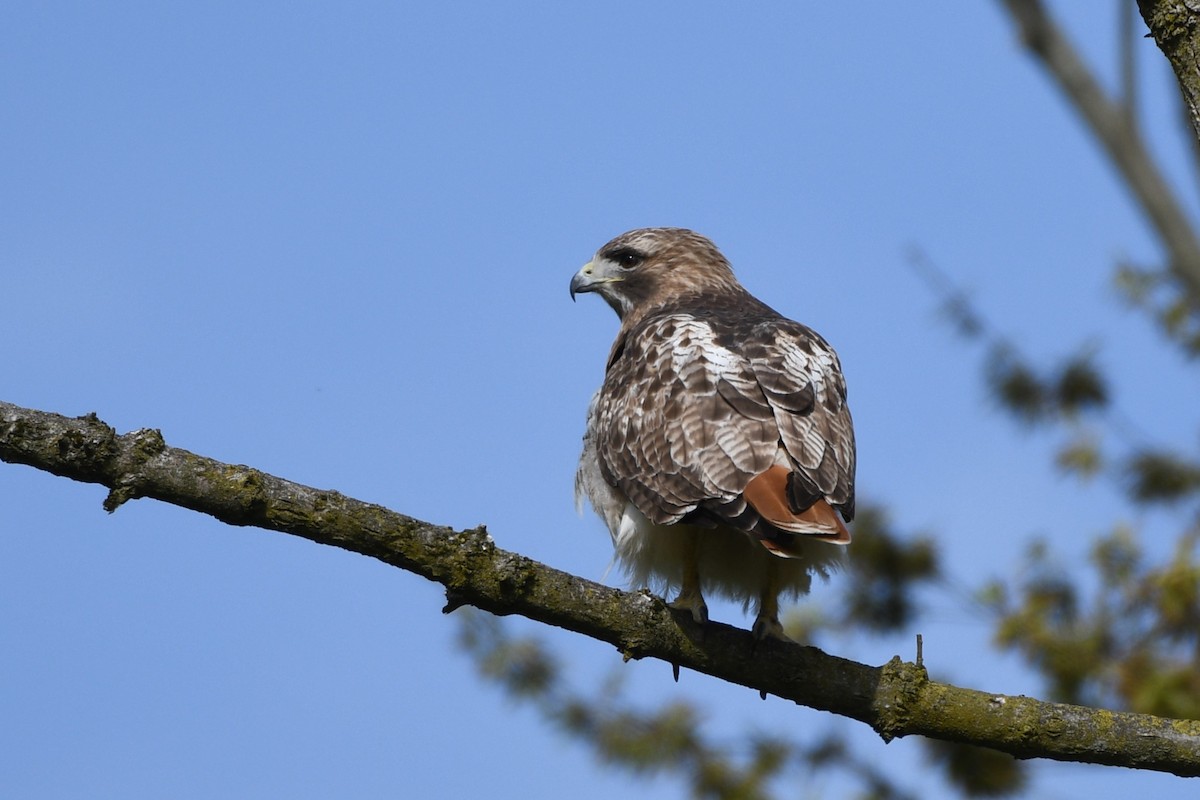 Red-tailed Hawk - ML617773660