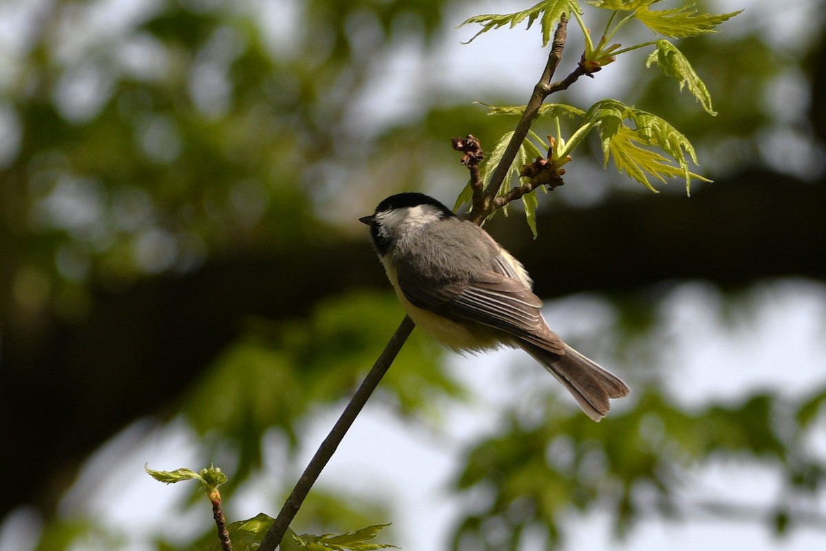 Carolina Chickadee - ML617773662