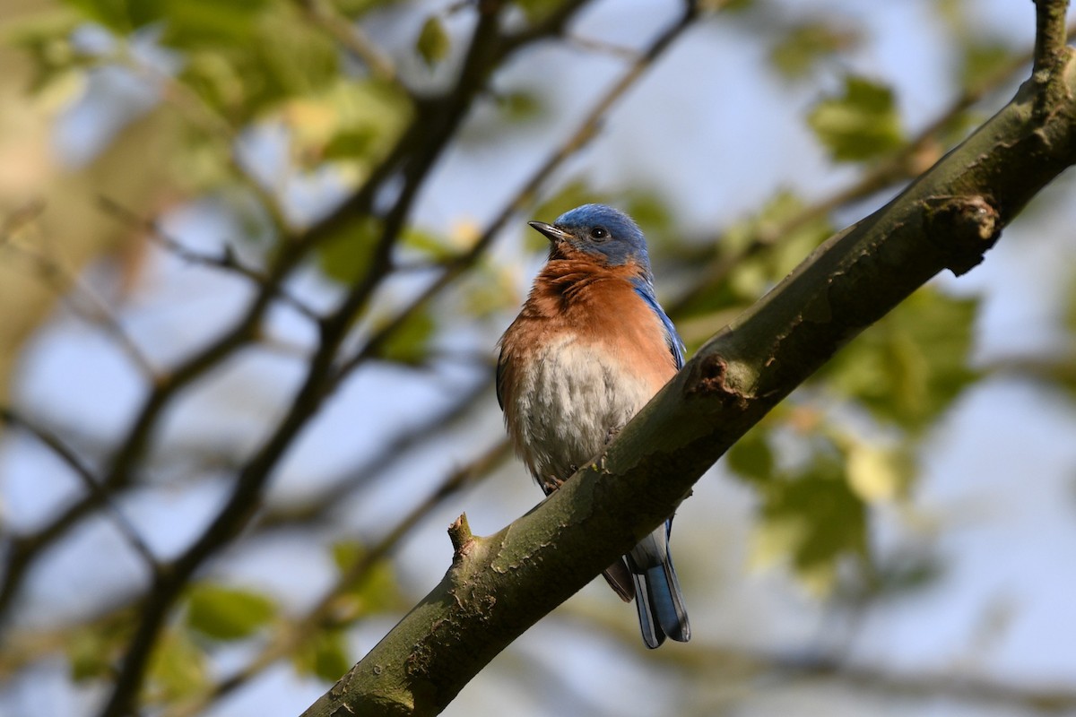 Eastern Bluebird - ML617773670