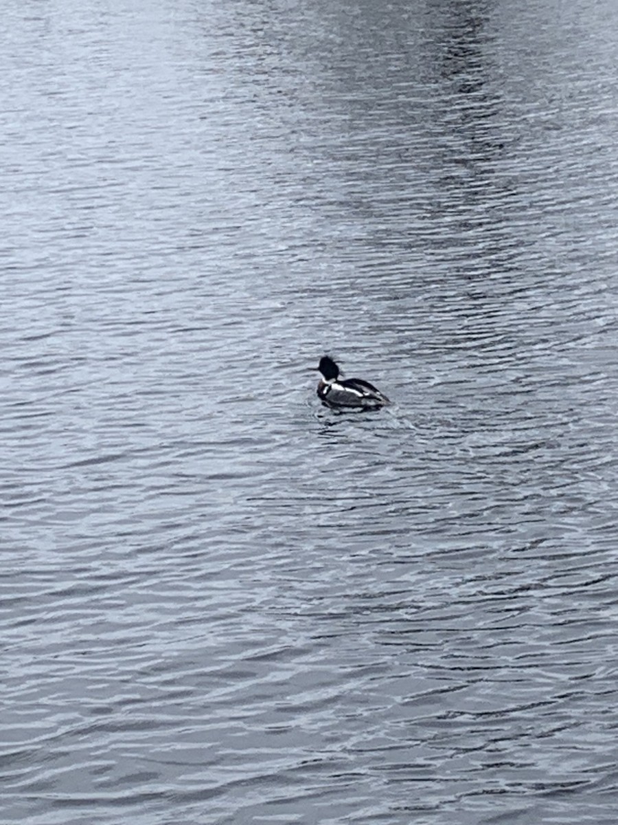 Red-breasted Merganser - ML617773672