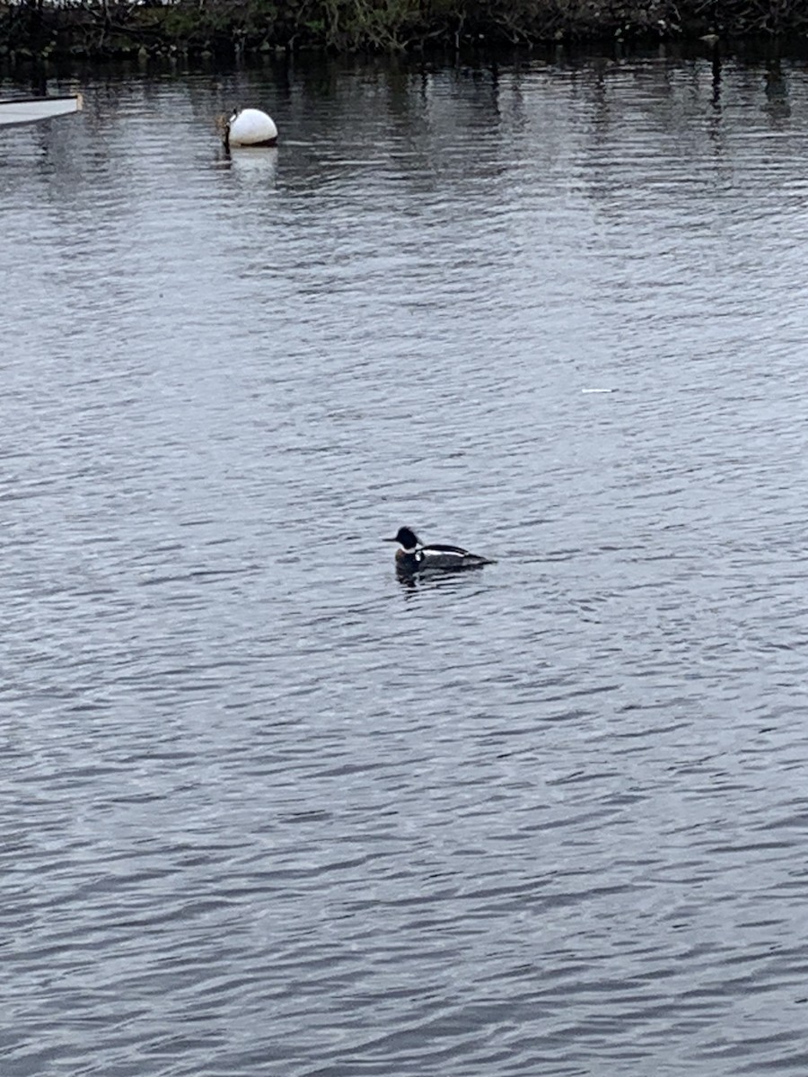 Red-breasted Merganser - ML617773673