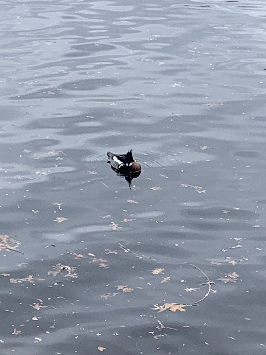 Red-breasted Merganser - ML617773674