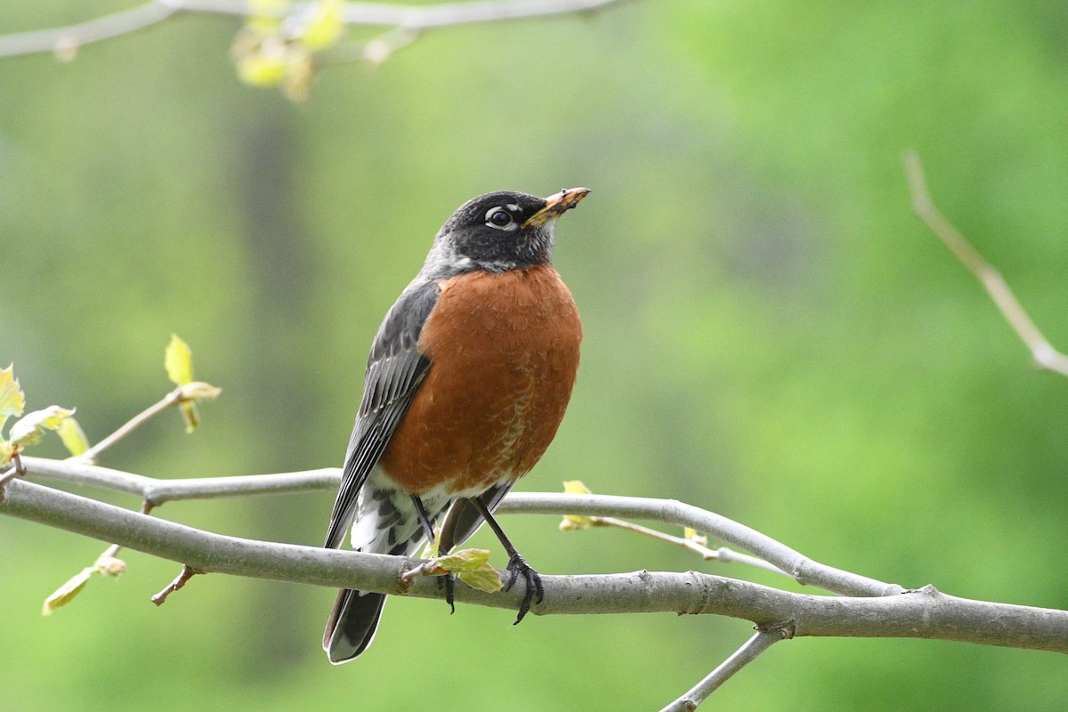 American Robin - ML617773676