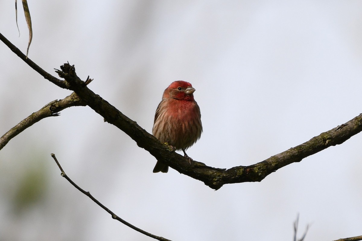 House Finch - Patty & John Werth