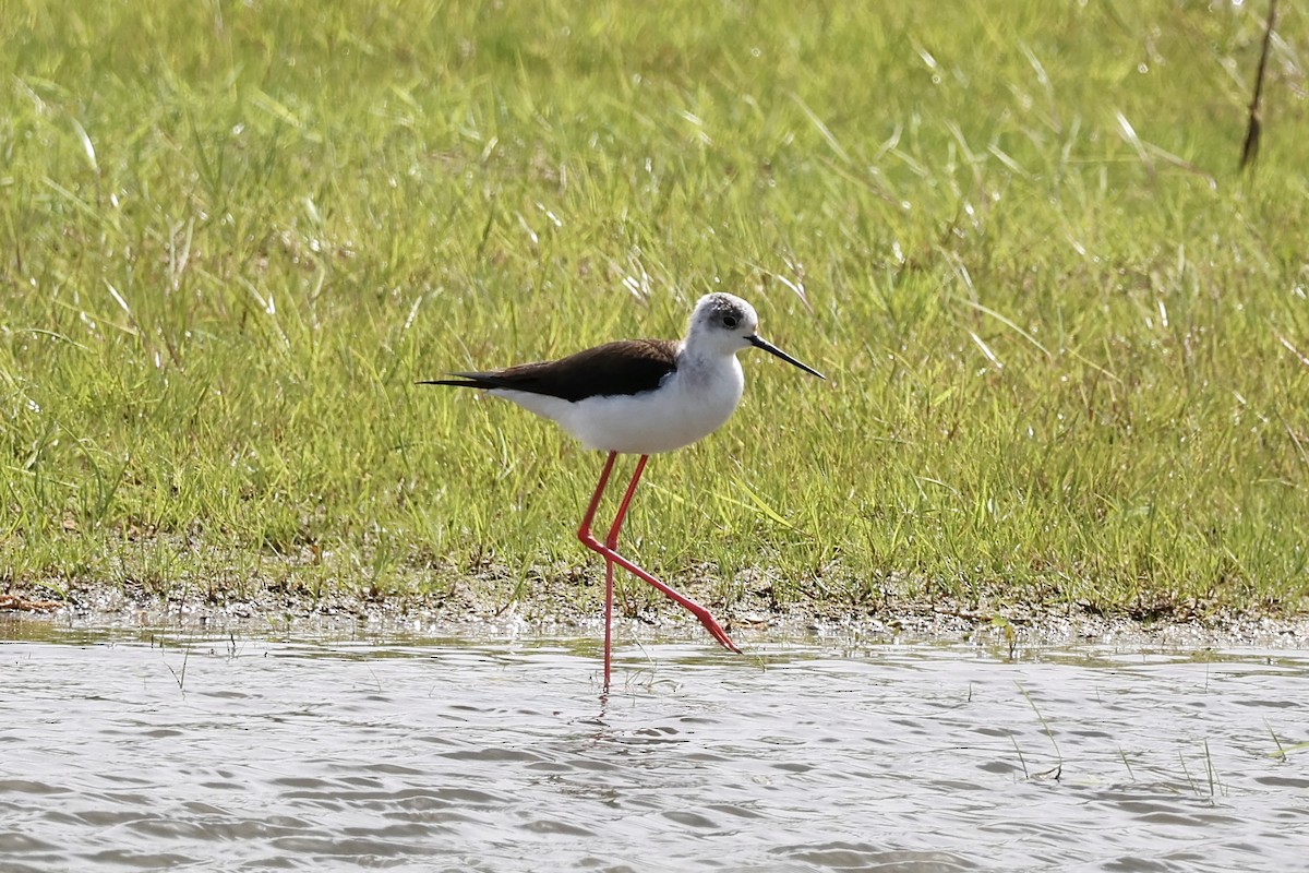 Black-winged Stilt - Florian Marchner